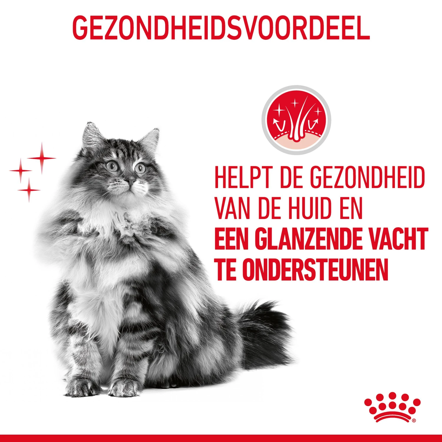 Royal Canin Hair & Skin Care Kattenvoer 10kg 9 Royal Canin Hair & Skin Care Kattenvoer 10kg - Afbeelding 7