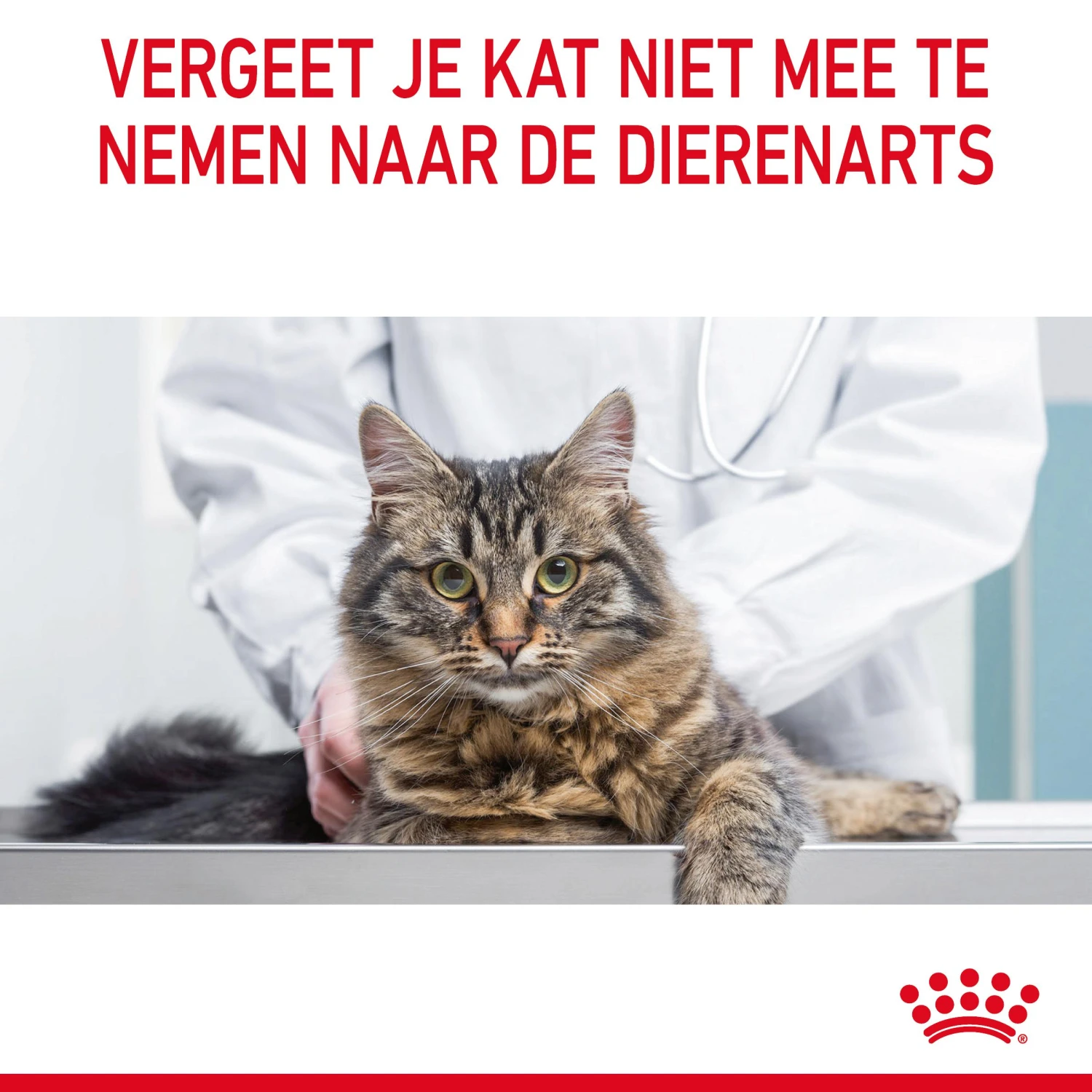Royal Canin Hair & Skin Care Kattenvoer 10kg 13 Royal Canin Hair & Skin Care Kattenvoer 10kg - Afbeelding 11