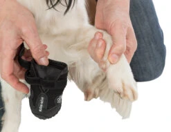 Trixie Pootbescherming Walker Active Xl 2st. -ROYAL CANIN Winkel a9ed7403e7270fba9cbe0c569267f57bb704d33b769ec1a5458f95b1bf0c54e0 1