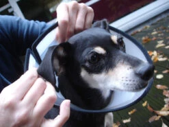 Flamingo Beschermkraag Capo 38,5cm -ROYAL CANIN Winkel ab52d58ec1c7dcb55539e95597d9aa4db2bd9831d7666a9f69302590f67bae73