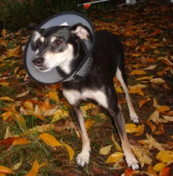 Flamingo Beschermkraag Capo 38,5cm -ROYAL CANIN Winkel b54c899084ba46427dff498ec39601600e6a1a93344b026b15e22d58b5743e36