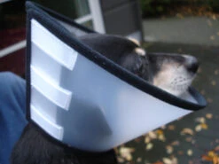 Flamingo Beschermkraag Capo 38,5cm -ROYAL CANIN Winkel cbf5d4f40c64dfaa118e270f29c6a90a62a4dafbd6dcb54997f8935169c66b18