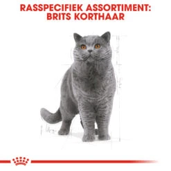 Royal Canin British Shorthair 34 - Kattenvoer - 4kg -ROYAL CANIN Winkel rc fbn britishsh cv eretailkit 1 nl nl 1