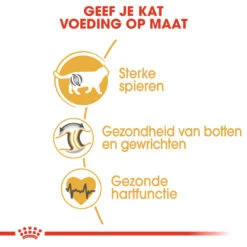 Royal Canin British Shorthair 34 - Kattenvoer - 4kg -ROYAL CANIN Winkel rc fbn britishsh cv eretailkit 3 nl nl 1