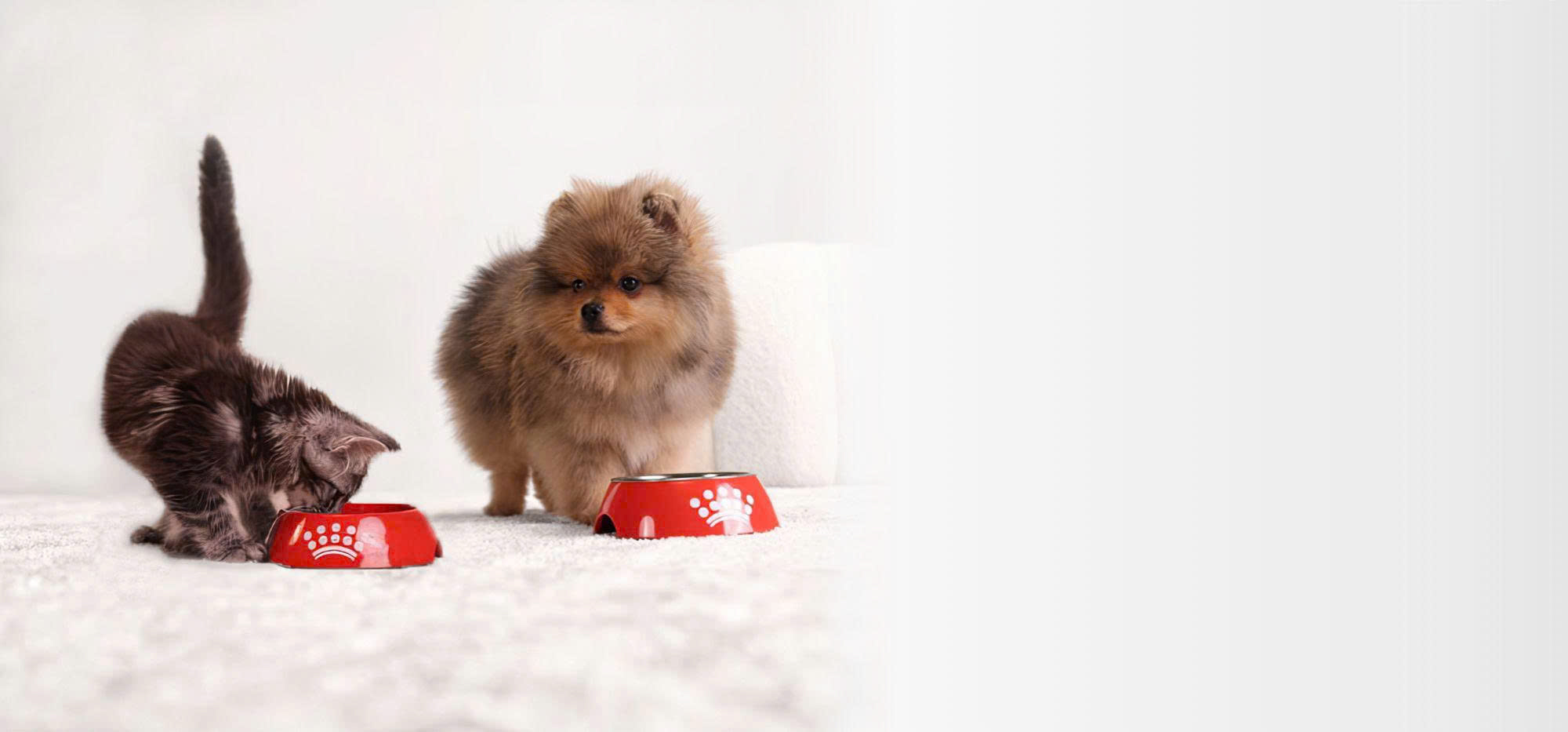 ROYAL CANIN Winkel -ROYAL CANIN Winkel z6824522966843 a42ec5359fbbef502a19c56fe86b3be9